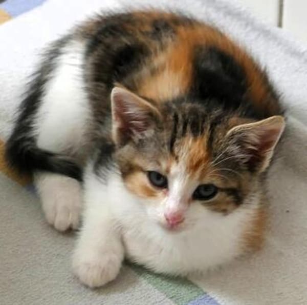 Katzenkind KELLY