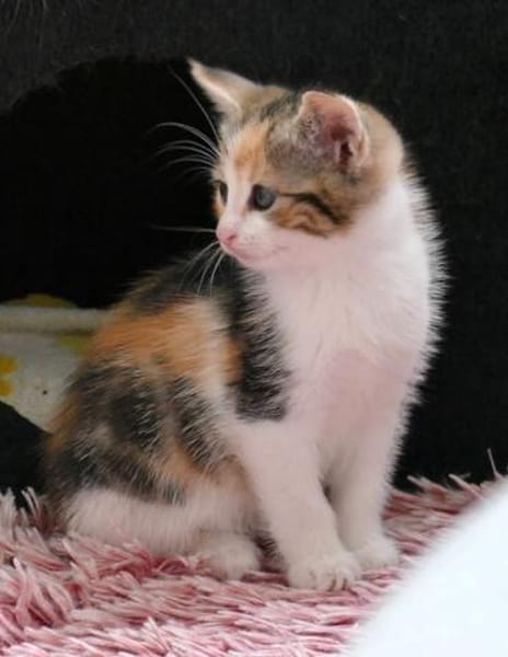 Katzenkind KELLY