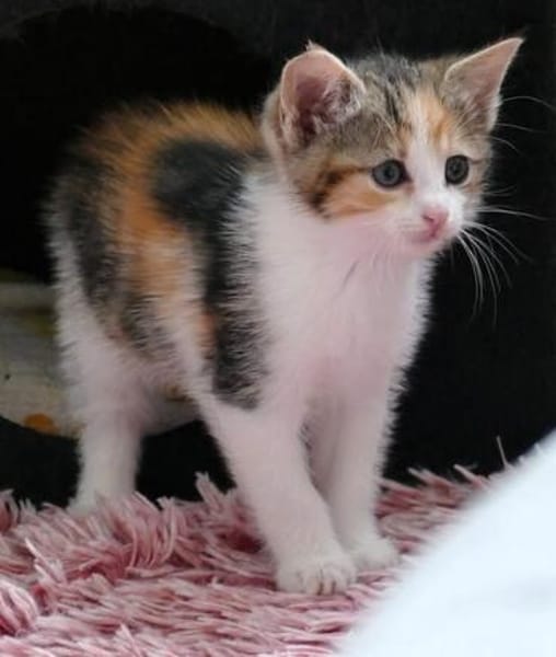 Katzenkind KELLY