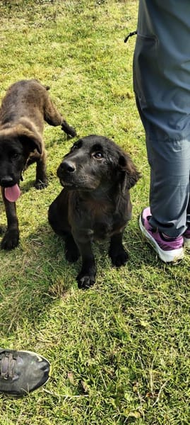 Evan  ist ein tolles Hundekind