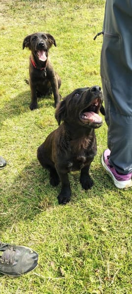 Evan  ist ein tolles Hundekind