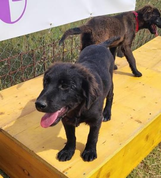 Evan  ist ein tolles Hundekind