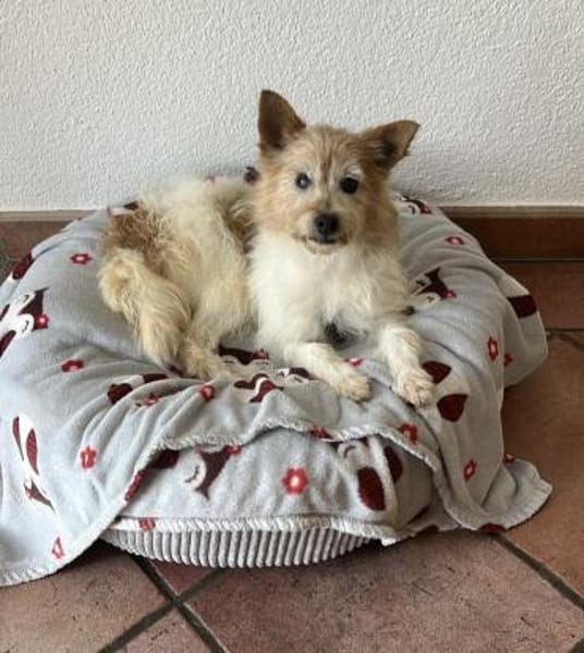 Wuschelmaus Buffy