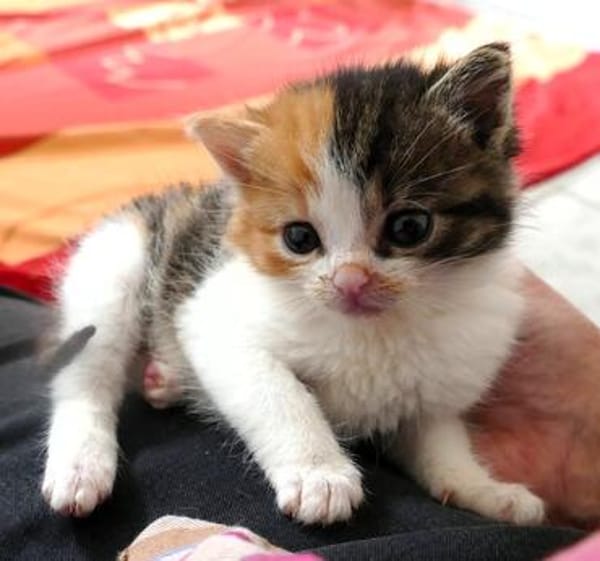 Katzenkind PIPPA