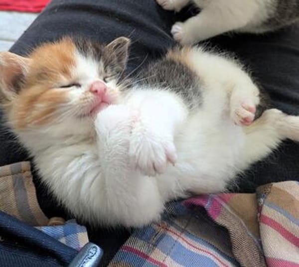 Katzenkind PIPPA