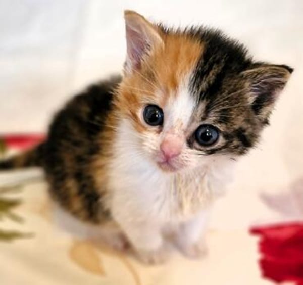 Katzenkind PIPPA