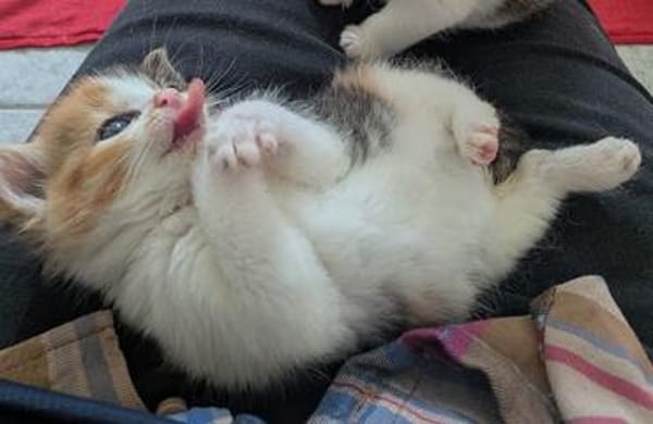 Katzenkind PIPPA