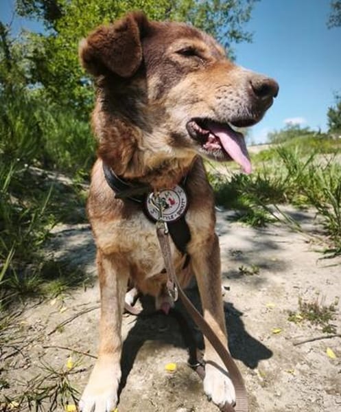 ruhiger Senior SANTO