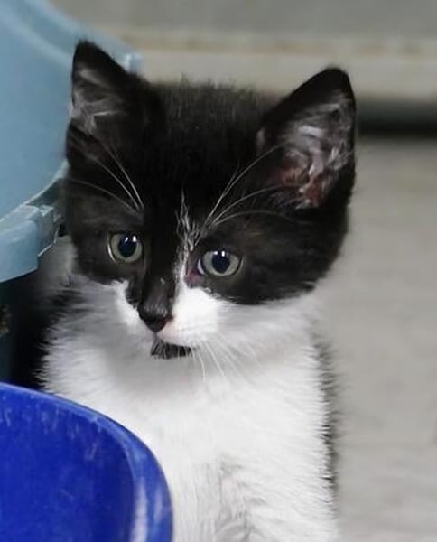 Katzenkind VANELLOPE