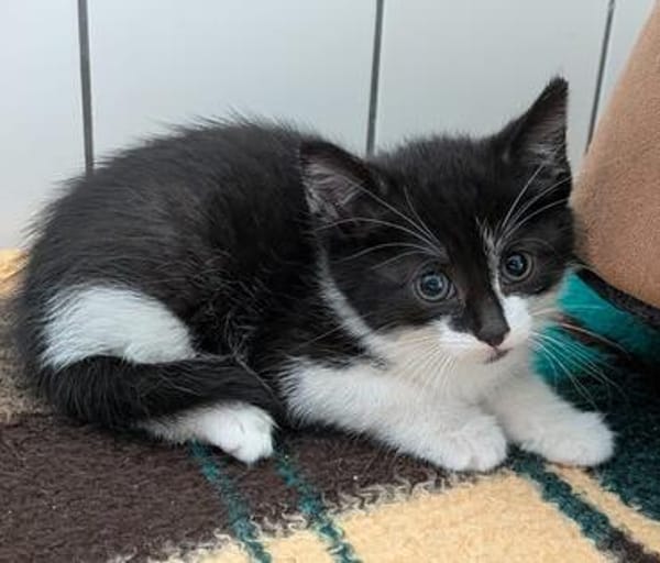 Katzenkind VANELLOPE