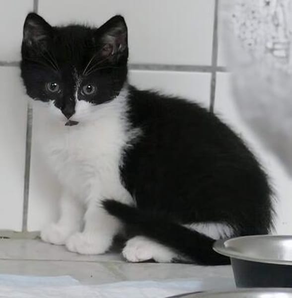 Katzenkind VANELLOPE