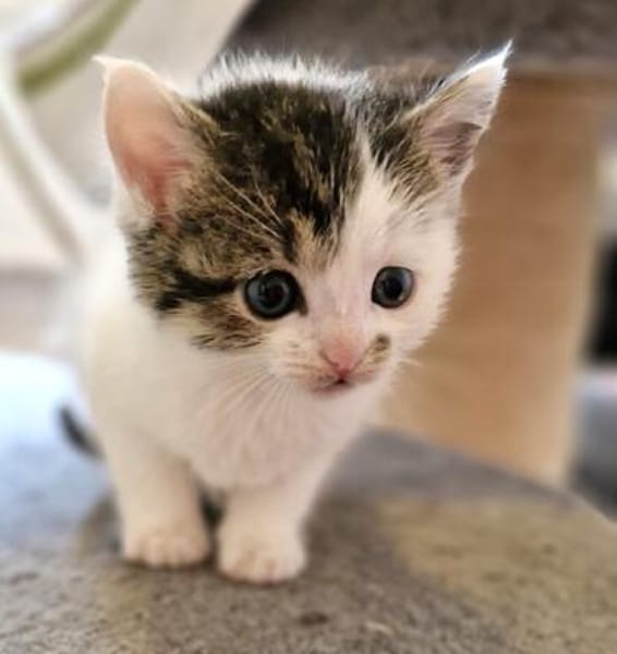 Katzenkind PIPER
