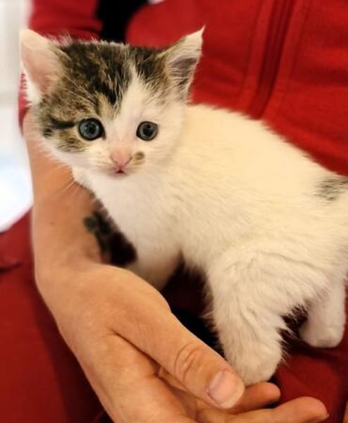 Katzenkind PIPER