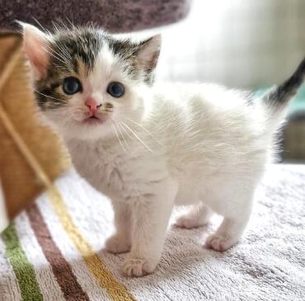 Katzenkind PIPER