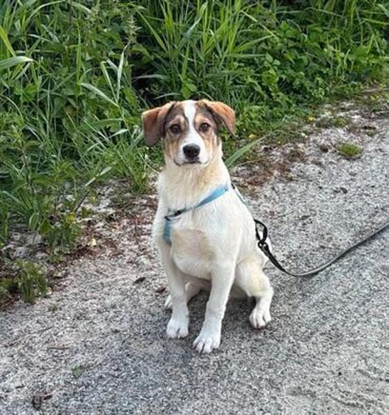 Kleiner Charmeur sucht Anhang