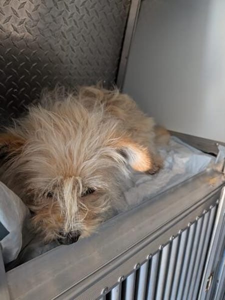 Prada versteckte sich auf einem Friedhof
