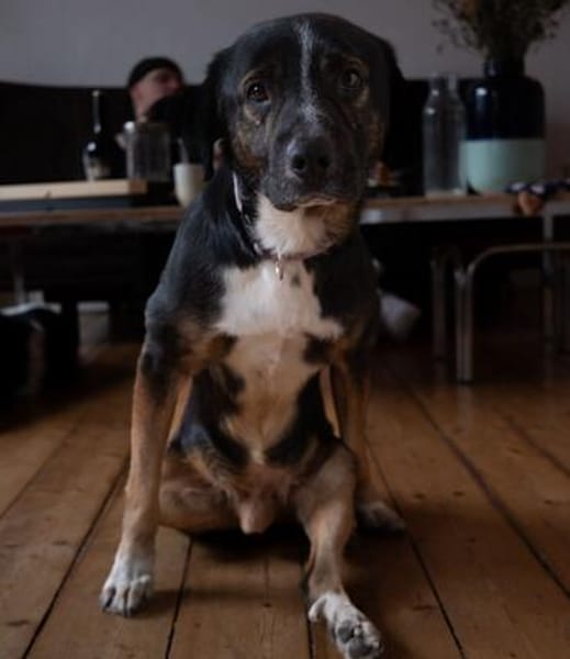 Elian - Toller Herzenshund sucht Zuhause