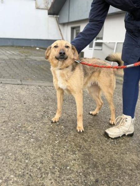 Herzenshund Snoopy sucht Zuhause