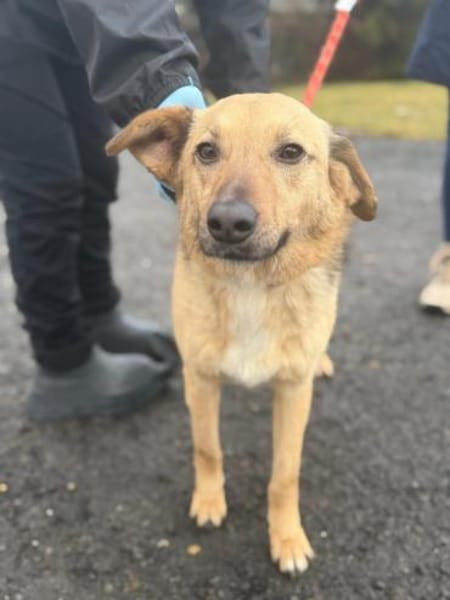 Herzenshund Snoopy sucht Zuhause