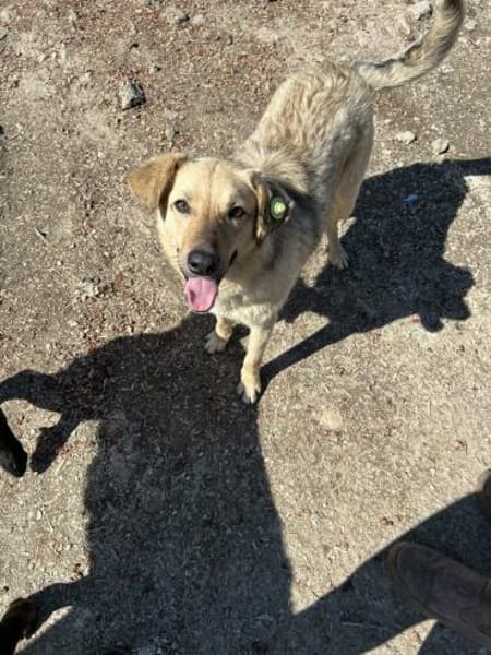 Herzenshund Snoopy sucht Zuhause