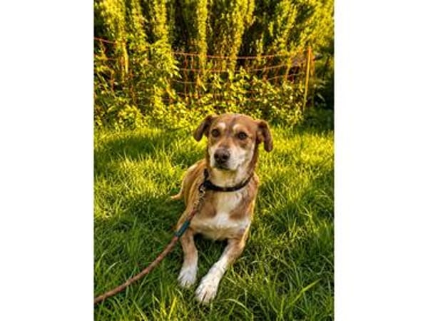 Mia - wartet in 83052 Bruckmühl