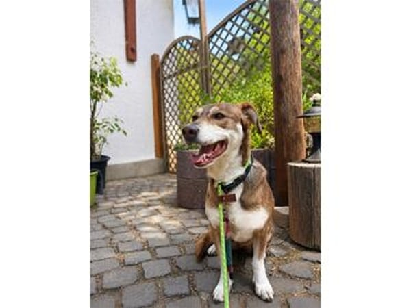 Mia - wartet in 83052 Bruckmühl