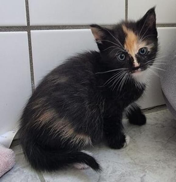 Katzenkind KIMMI