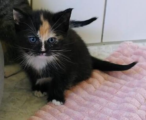 Katzenkind KIMMI