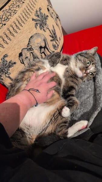 Sid sucht ein liebevolles Zuhause