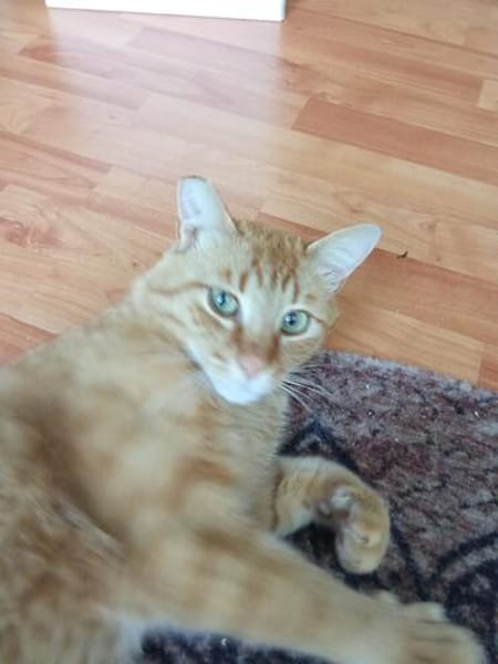Rudi ein Super-Kater