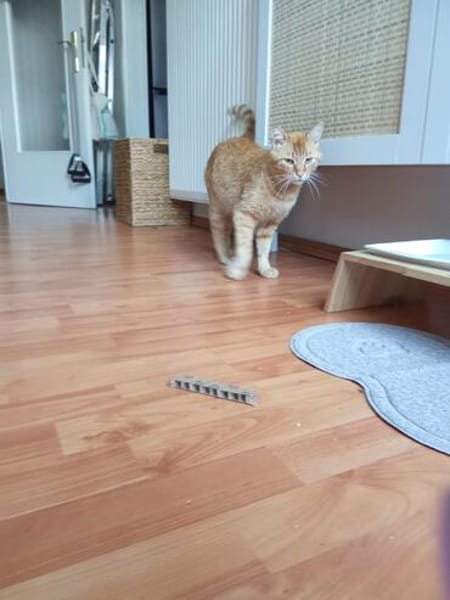 Rudi ein Super-Kater