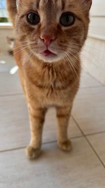 Rudi ein Super-Kater