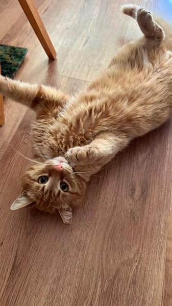 Rudi ein Super-Kater
