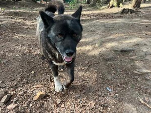 American Akita Wednesday