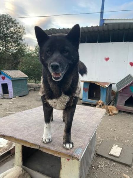 American Akita Wednesday