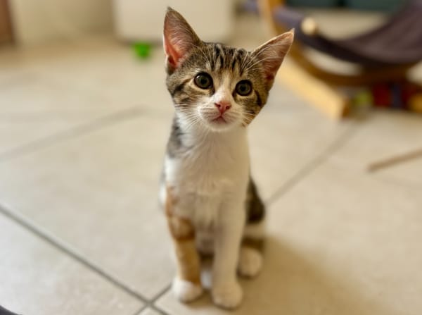 Babou