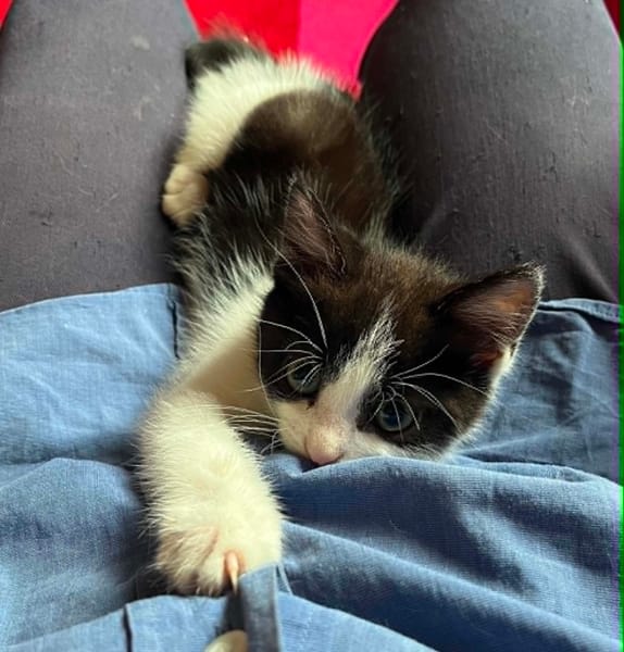 Merlin