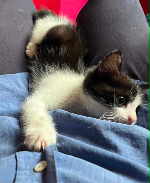 Merlin