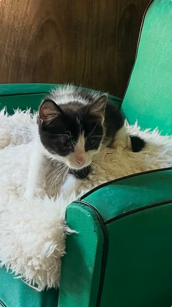 Merlin