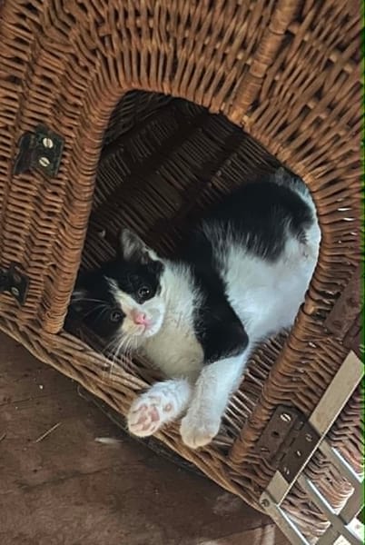 Merlin