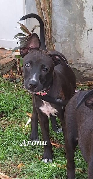 ARONA , chiot femelle Berger Créole  La mignonne !