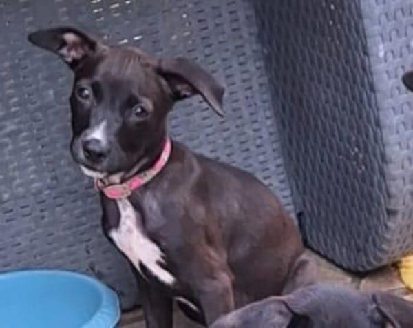 ARONA , chiot femelle Berger Créole  La mignonne !