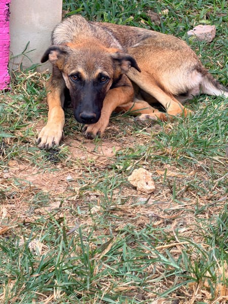 DAKOTA , chiot femelle Berger Créole  Le regard ravageur !