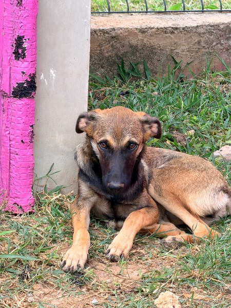 DAKOTA , chiot femelle Berger Créole  Le regard ravageur !