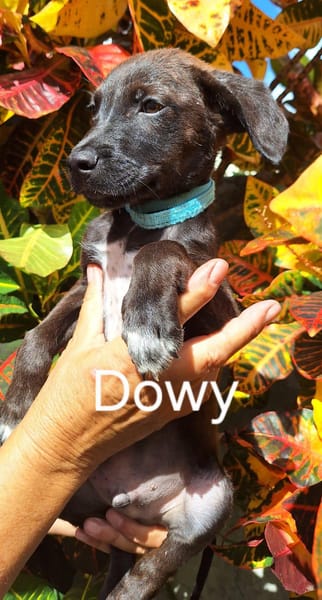 DOWY , chiot mâle Berger Créole  Le seul gars de la bande !