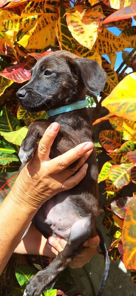 DOWY , chiot mâle Berger Créole  Le seul gars de la bande !