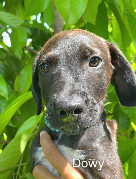 DOWY , chiot mâle Berger Créole  Le seul gars de la bande !