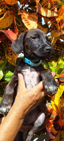 DOWY , chiot mâle Berger Créole  Le seul gars de la bande !