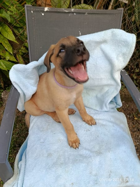 KEATON, chiot mâle Berger Créole