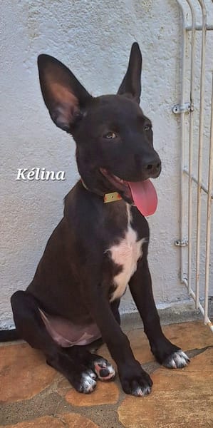 KELINA , chiot femelle Berger Créole La petite beauté !